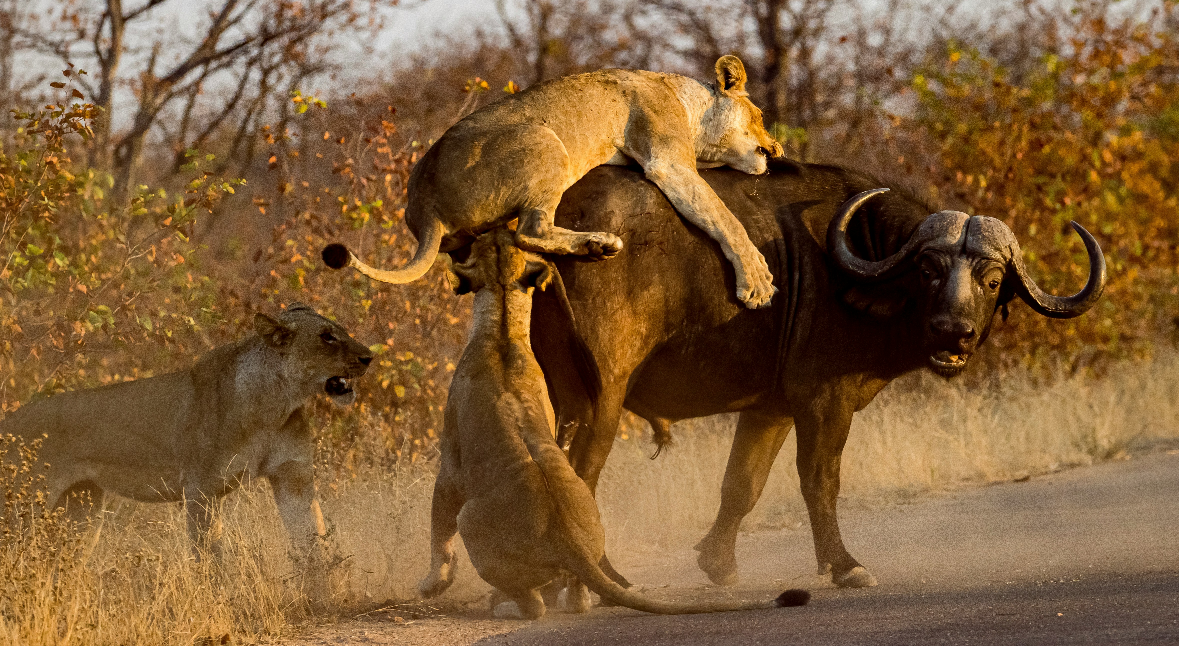 Lions in Masai Mara National Reserve