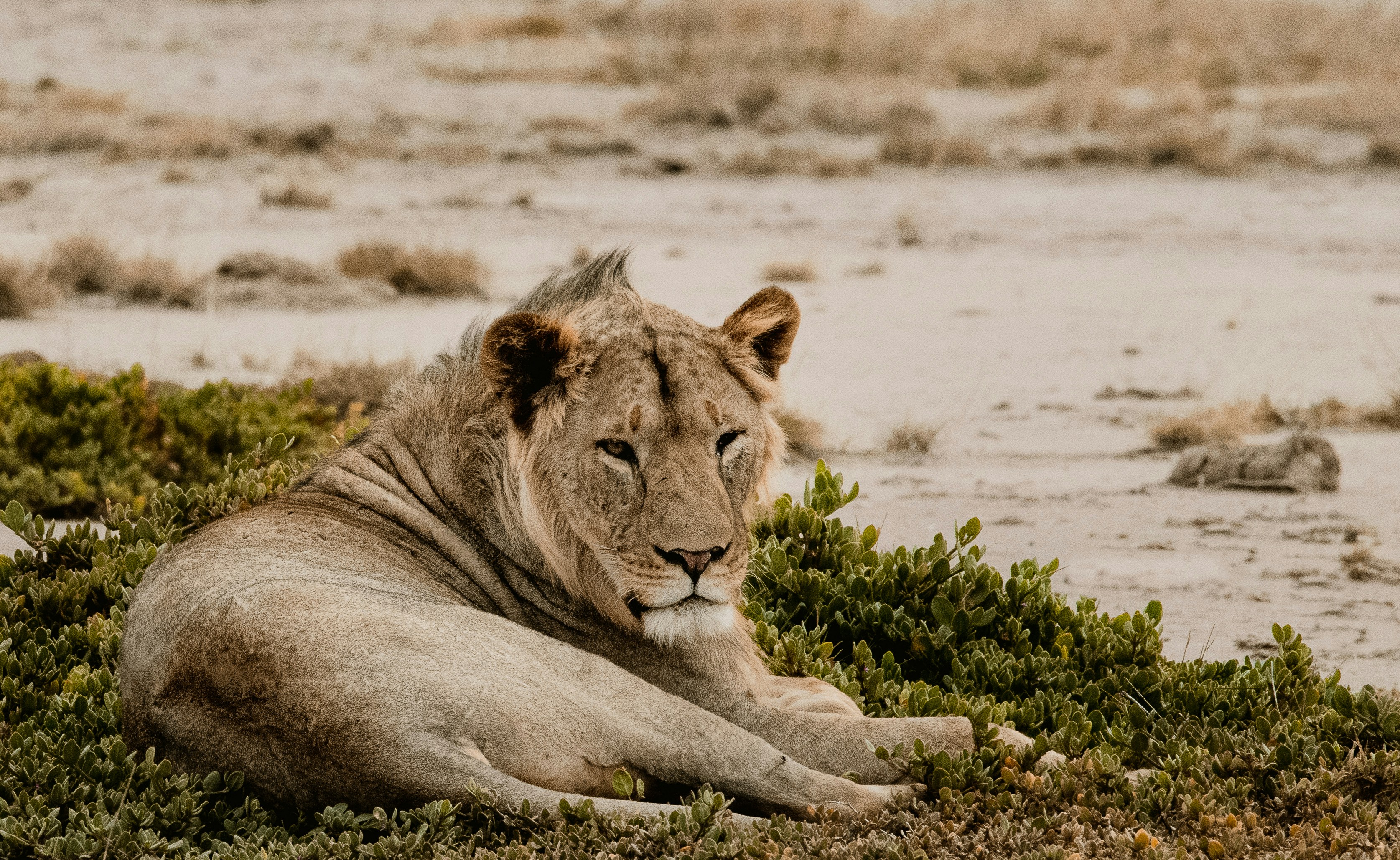 Leopard in Samburu